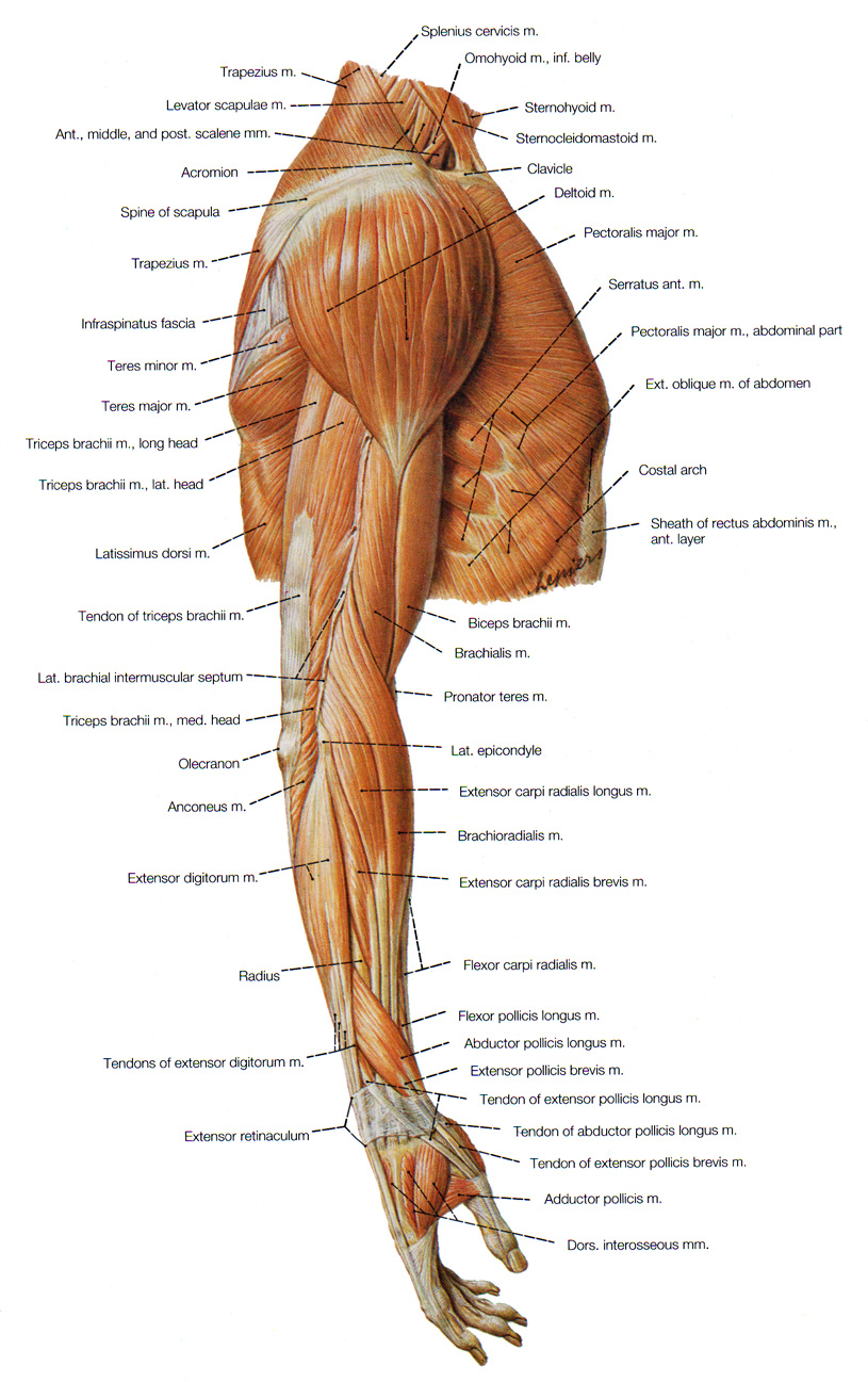 Arm Muscle Diagram Human Arm Muscle Diagram
