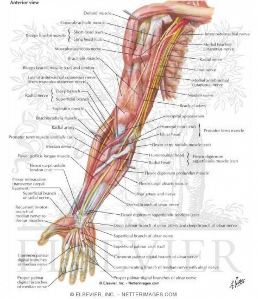 Arm Muscle Diagram Human Arm Muscle Diagram And Human Body Muscle Anatomy Elegant Upper