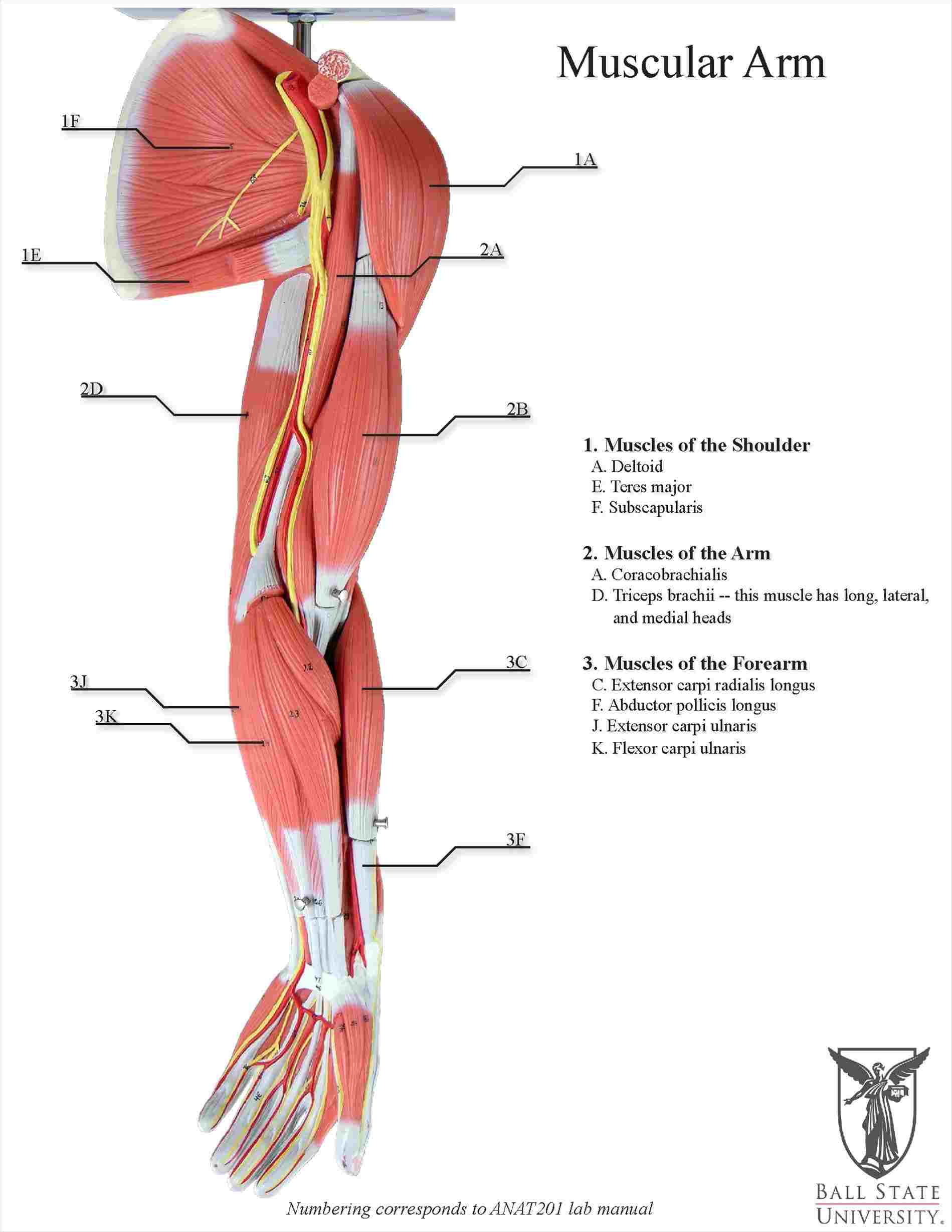 Arm Muscle Diagram Human Diagram Anatom Diagram Anatomy Body