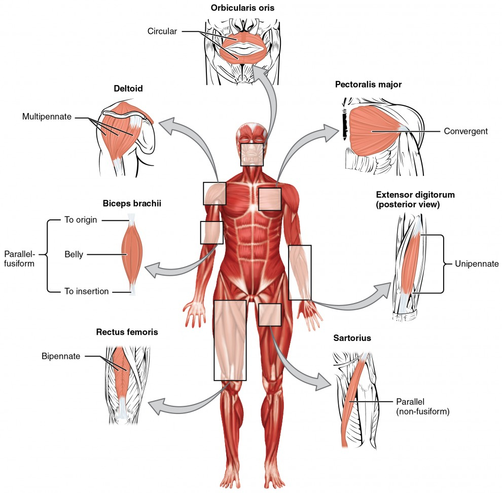 Arm Muscle Diagram Interactions Of Skeletal Muscles Lifetime Fitness And Wellness