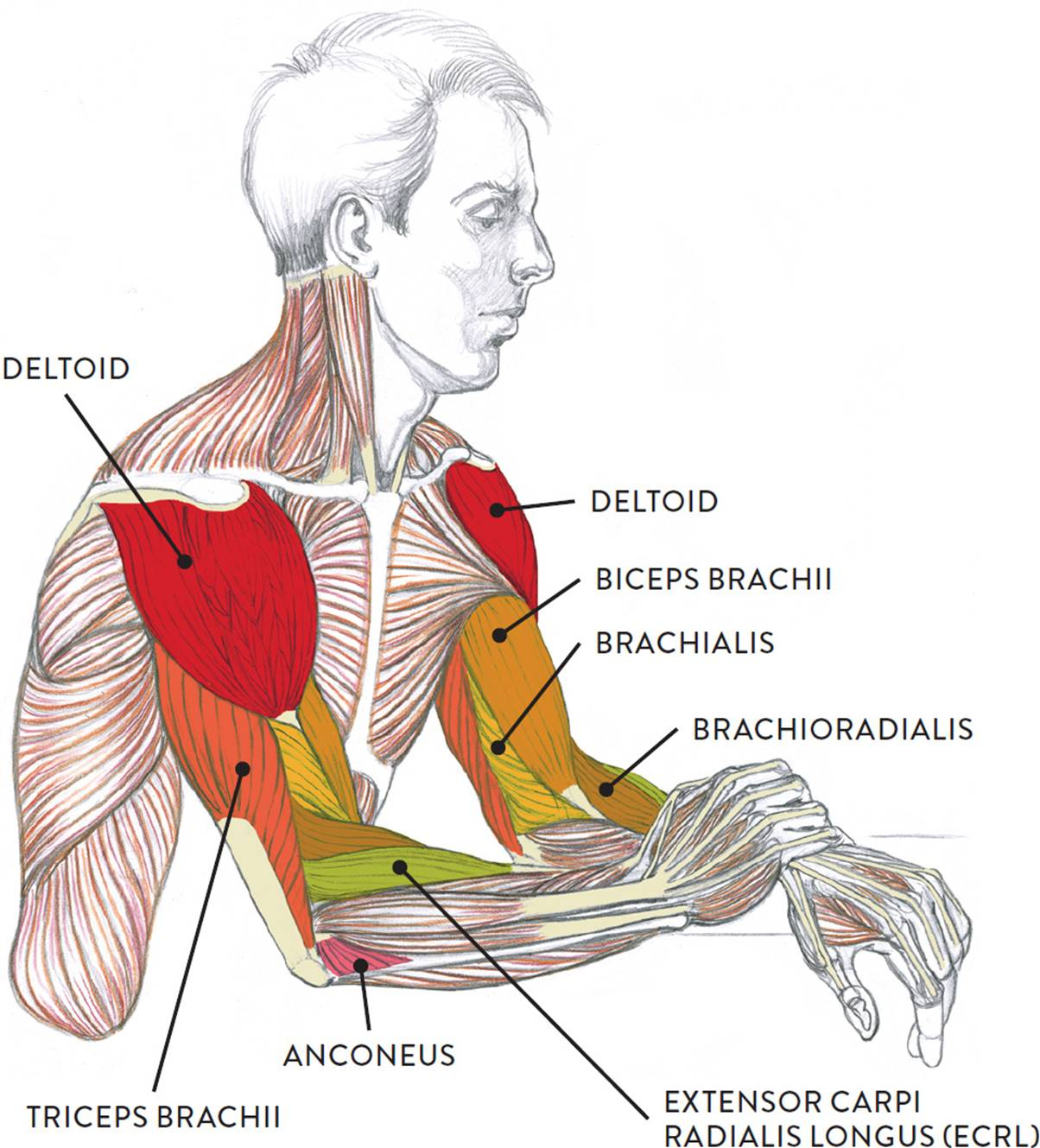 Arm Muscle Diagram Muscles Of The Arm And Hand Classic Human Anatomy In Motion The