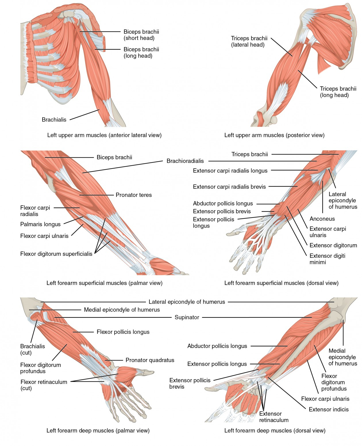 Arm Muscle Diagram Muscles Of The Pectoral Girdle And Upper Limbs Anatomy And