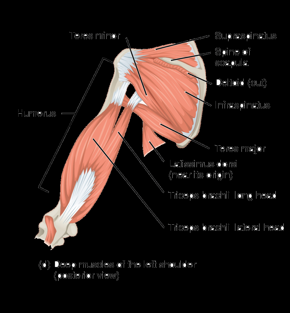 Arm Muscle Diagram Muscles Of The Rotator Cuff Human Anatomy And Physiology Lab Bsb 141