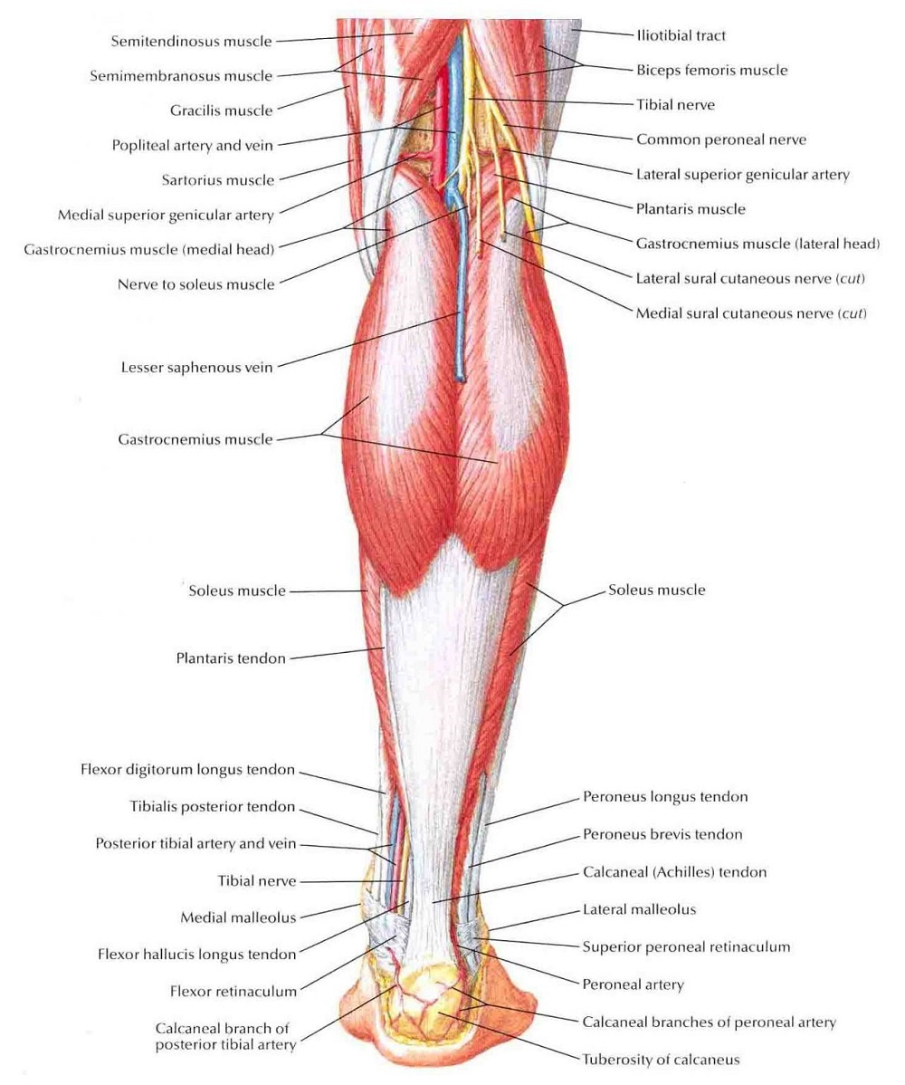 Arm Muscle Diagram Printable Diagrams Of Muscles Printable Diagram