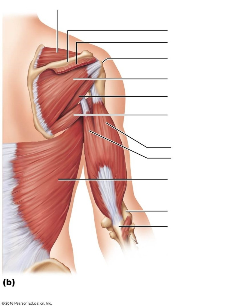 Arm Muscle Diagram Shoulder And Arm Muscles Posterior Diagram Quizlet