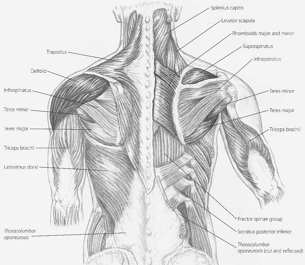 Arm Muscle Diagram Shoulder Muscles Diagrams Printable Diagram