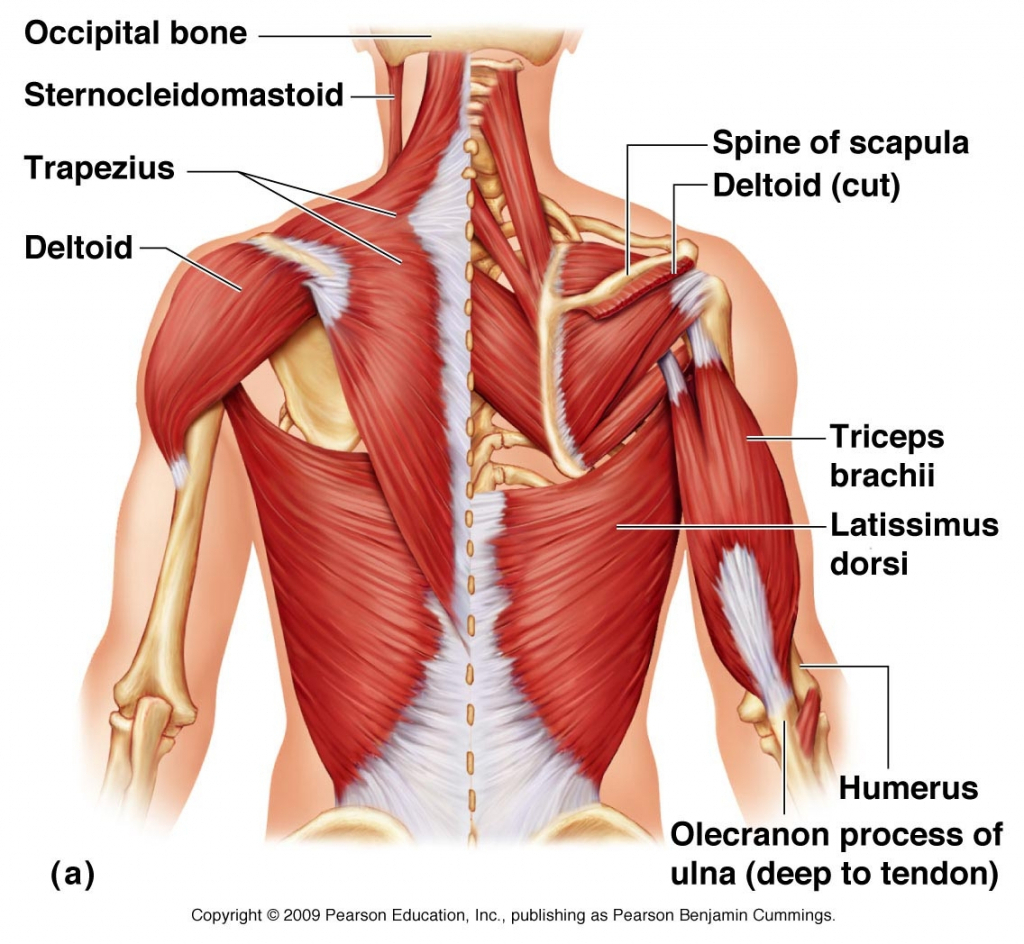 Arm Muscle Diagram Upper Arm Muscle Diagram Arm Muscles Diagram Picture Muscle Back