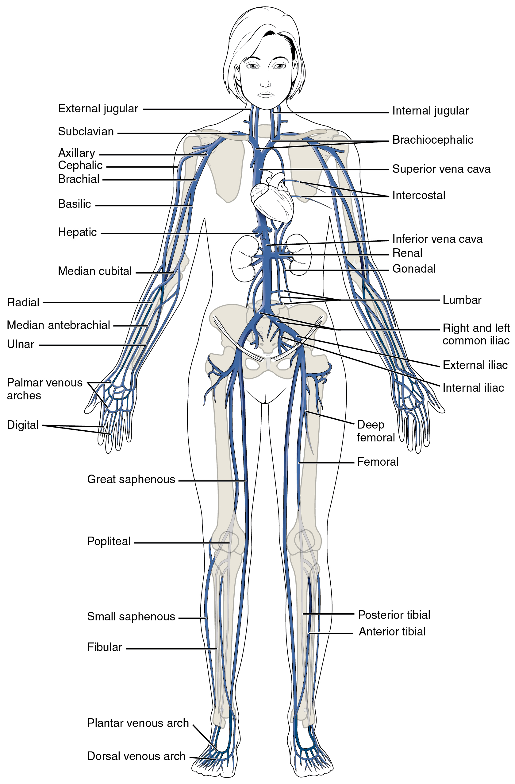 Arteries And Veins Diagram 205 Circulatory Pathways Anatomy And Physiology