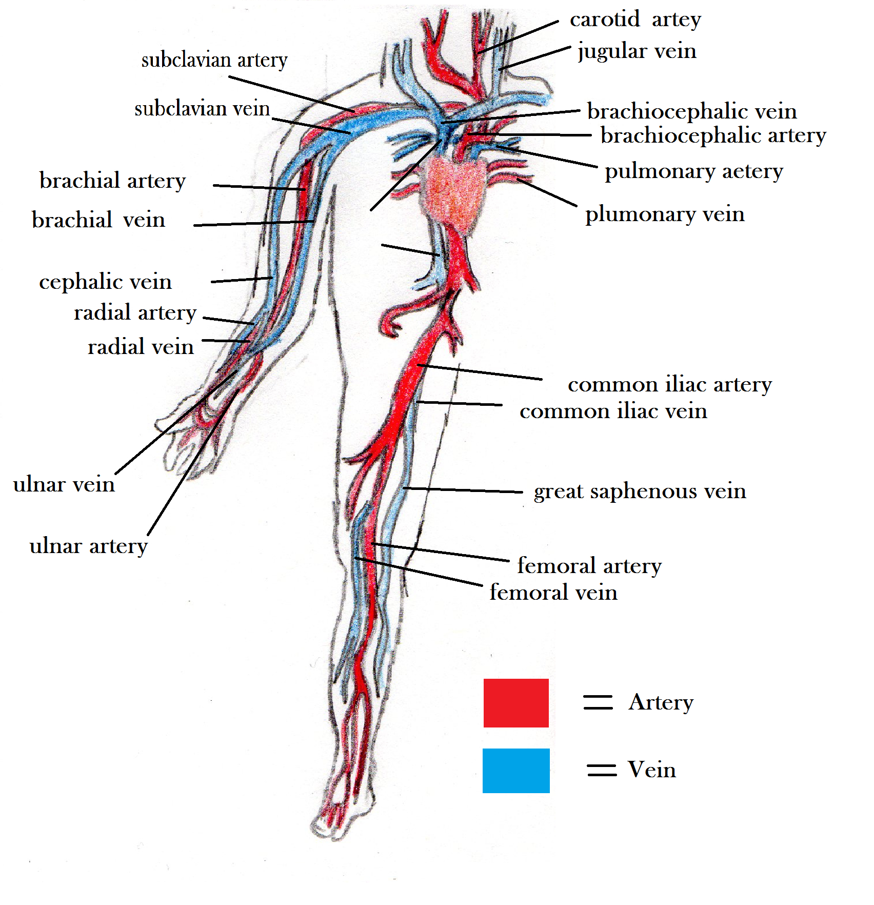Arteries And Veins Diagram Arteries And Veins Blood Vessel Diagram The Circulatory System
