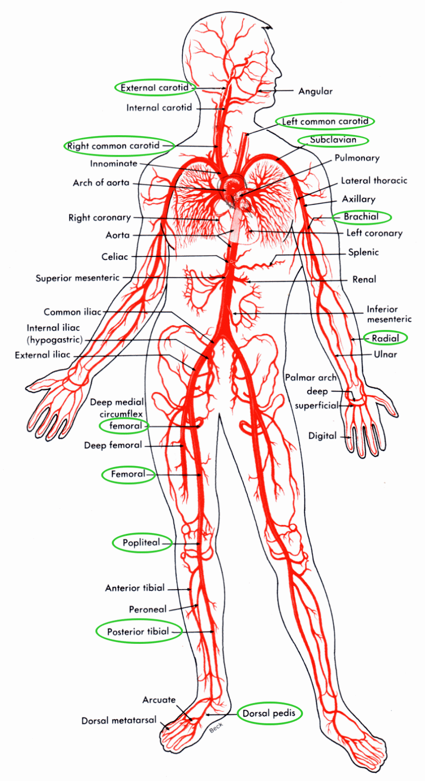 Arteries And Veins Diagram Arteries Veins And Capillariesoh My Lessons Tes Teach