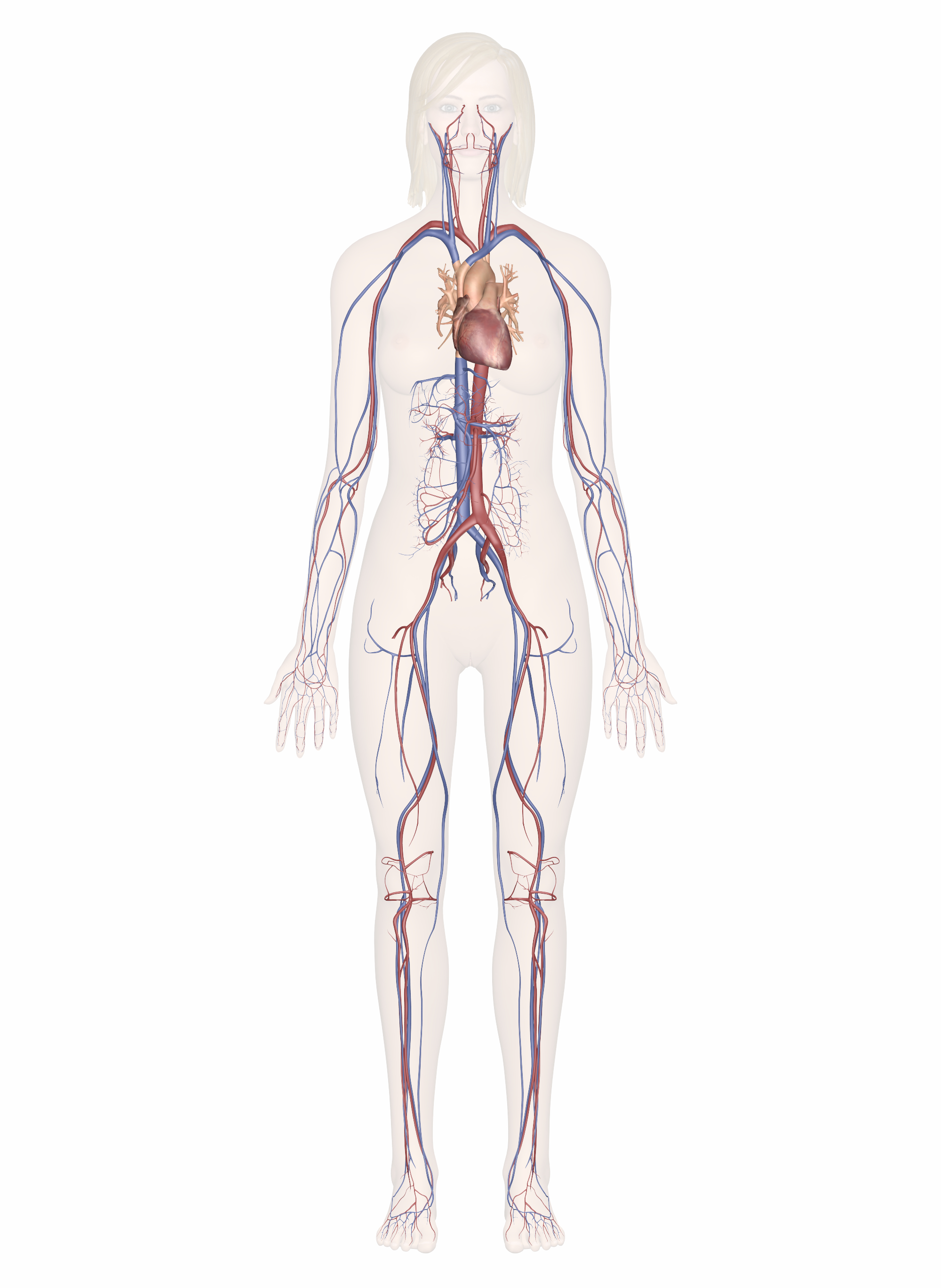 Arteries And Veins Diagram Cardiovascular System Human Veins Arteries Heart