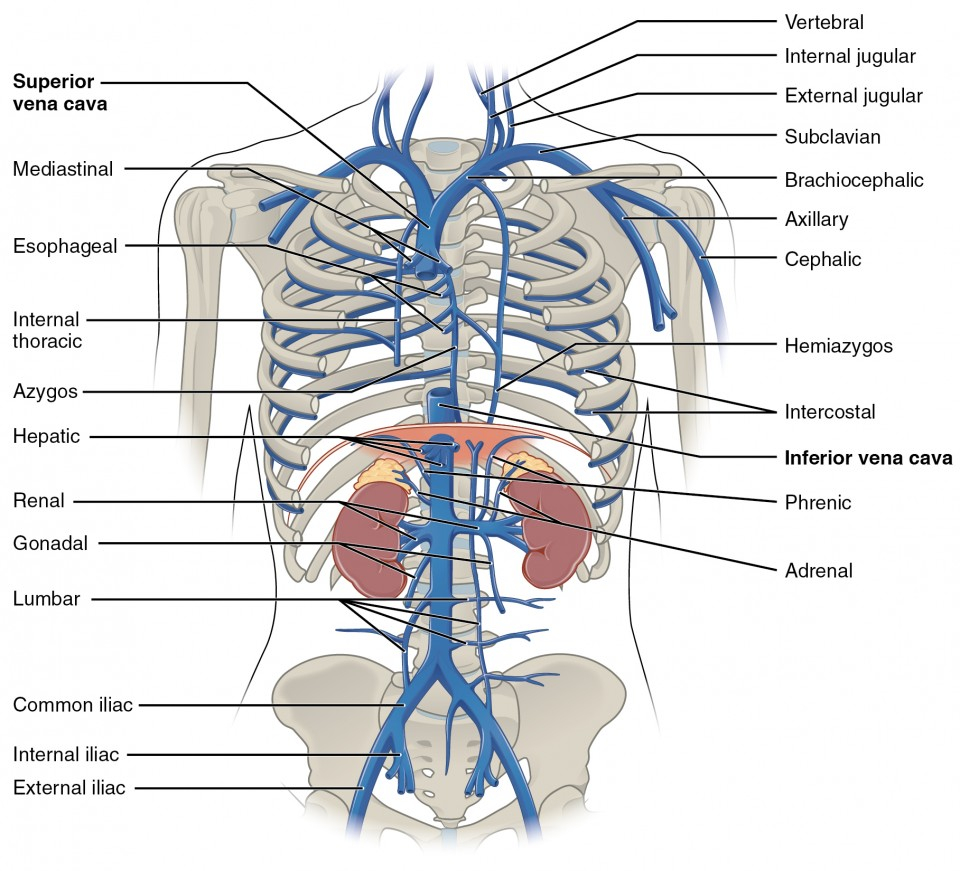 Arteries And Veins Diagram Circulatory Pathways Anatomy And Physiology Ii