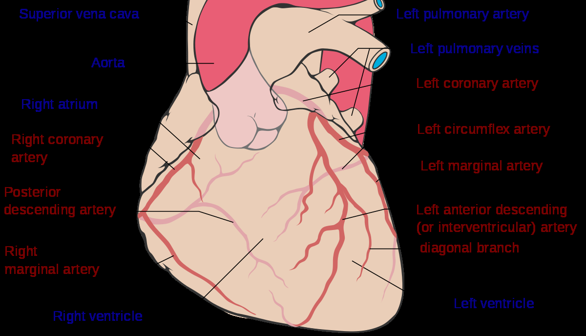 Arteries And Veins Diagram Coronary Circulation Wikipedia