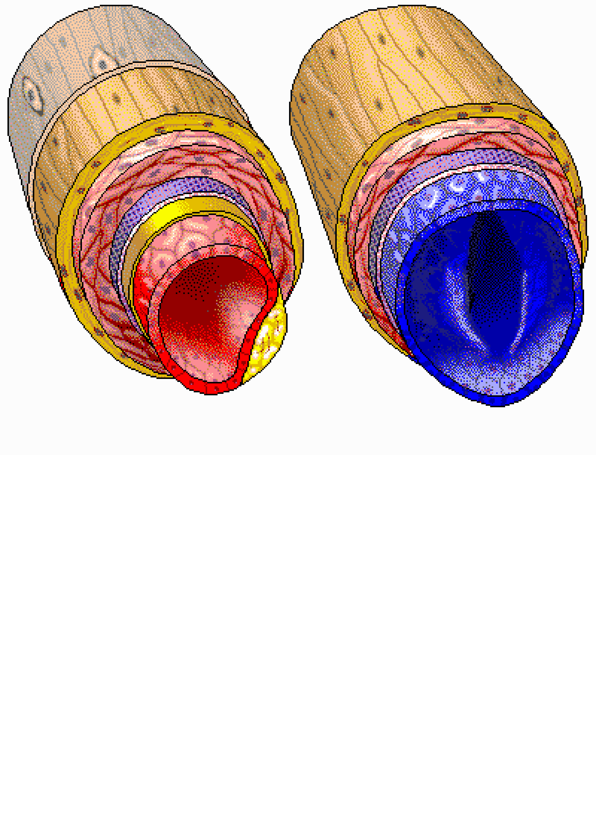 Arteries And Veins Diagram Cross Section Of Artery And Vein Interactive Anatomy Guide