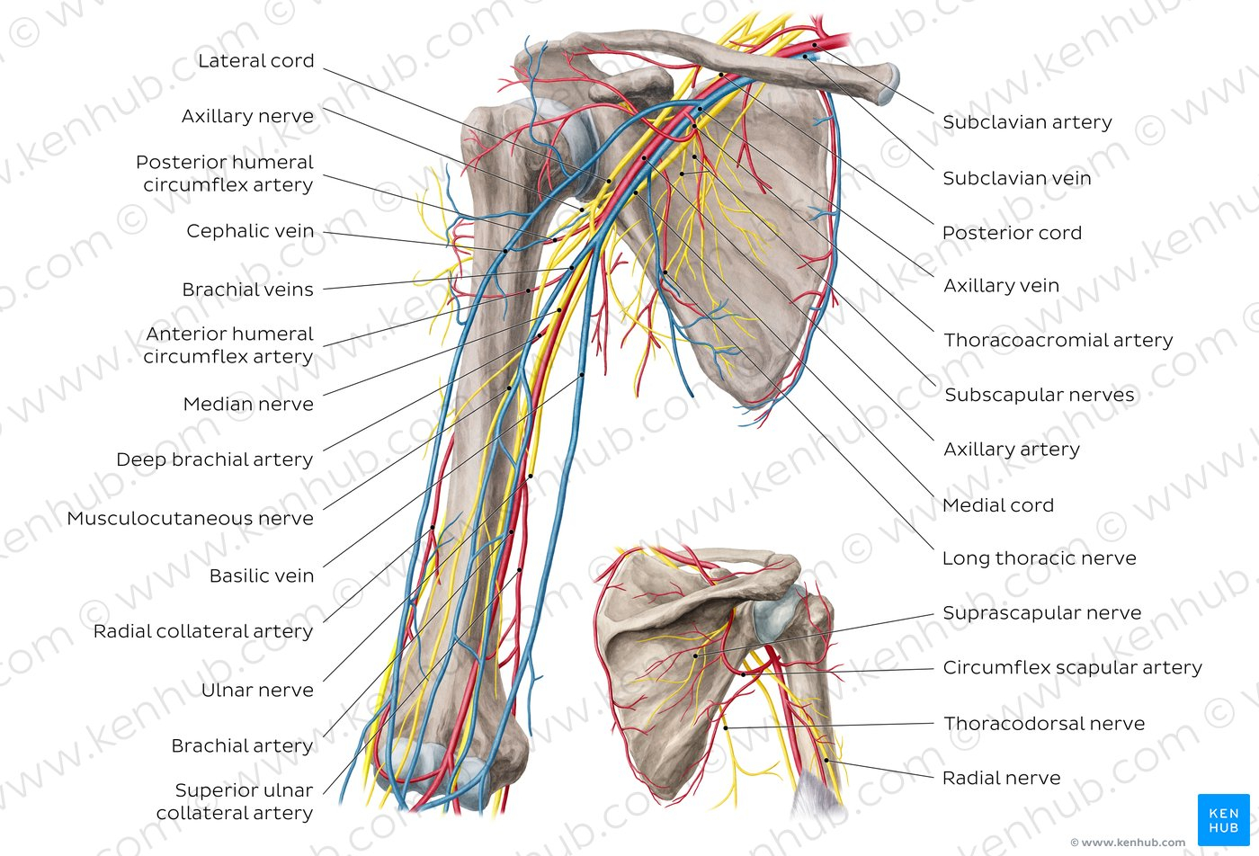 Arteries And Veins Diagram Diagram Pictures Neurovasculature Of The Arm And The Shoulder