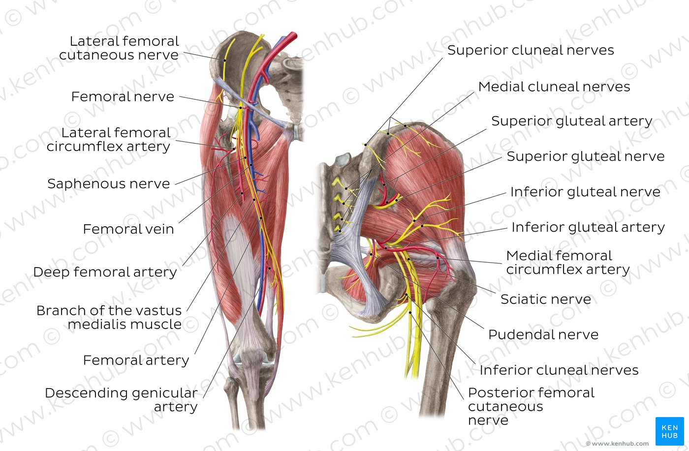 Arteries And Veins Diagram Diagram Pictures Neurovasculature Of The Hip And The Thigh