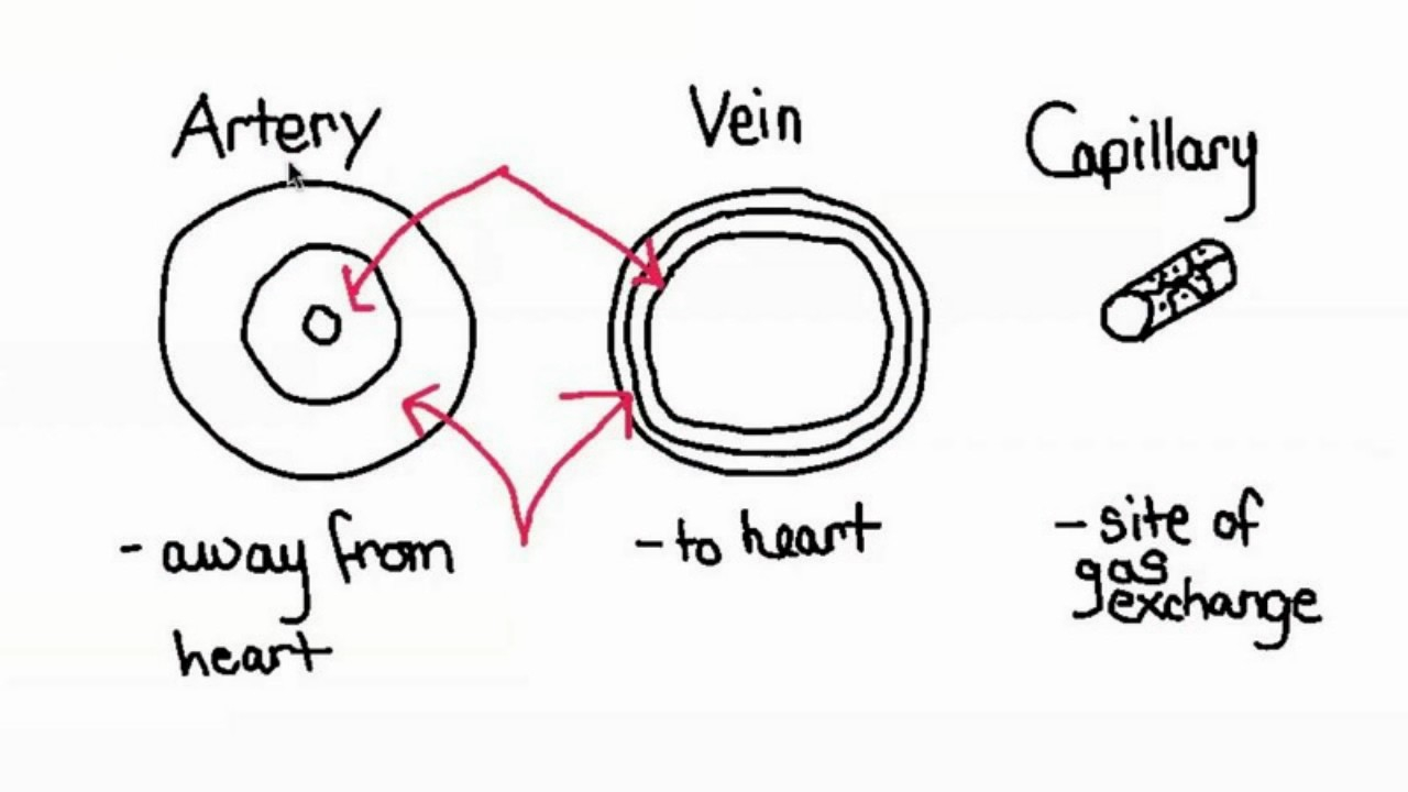 Arteries And Veins Diagram Difference Between Arteries And Veins