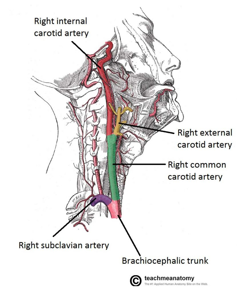 Arteries And Veins Diagram Major Arteries Of The Head And Neck Carotid Teachmeanatomy