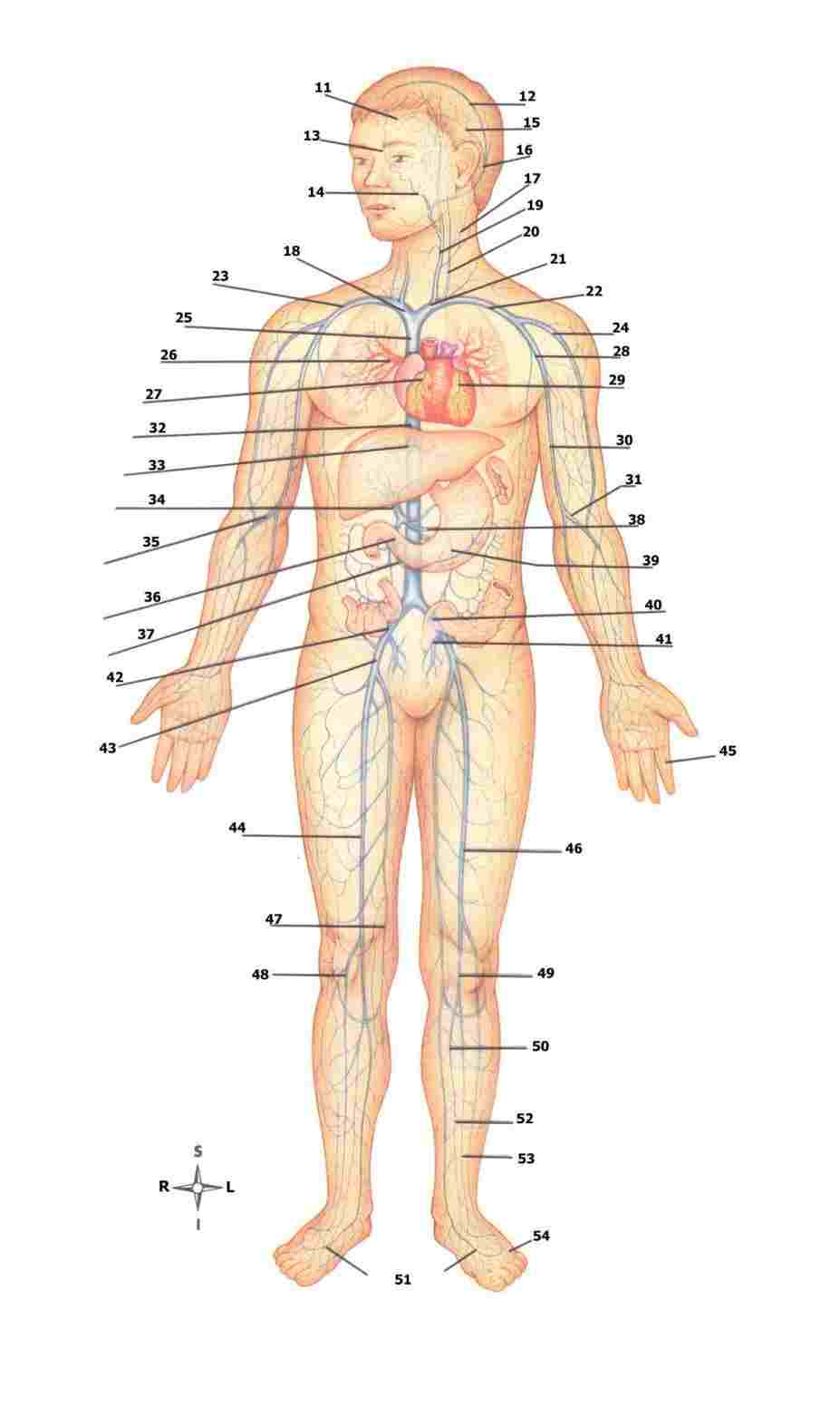 Arteries And Veins Diagram Major Veins And Arteries Diagram Of Anatomy