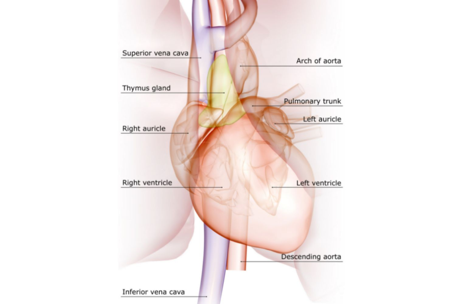 Arteries And Veins Diagram Superior And Inferior Venae Cavae