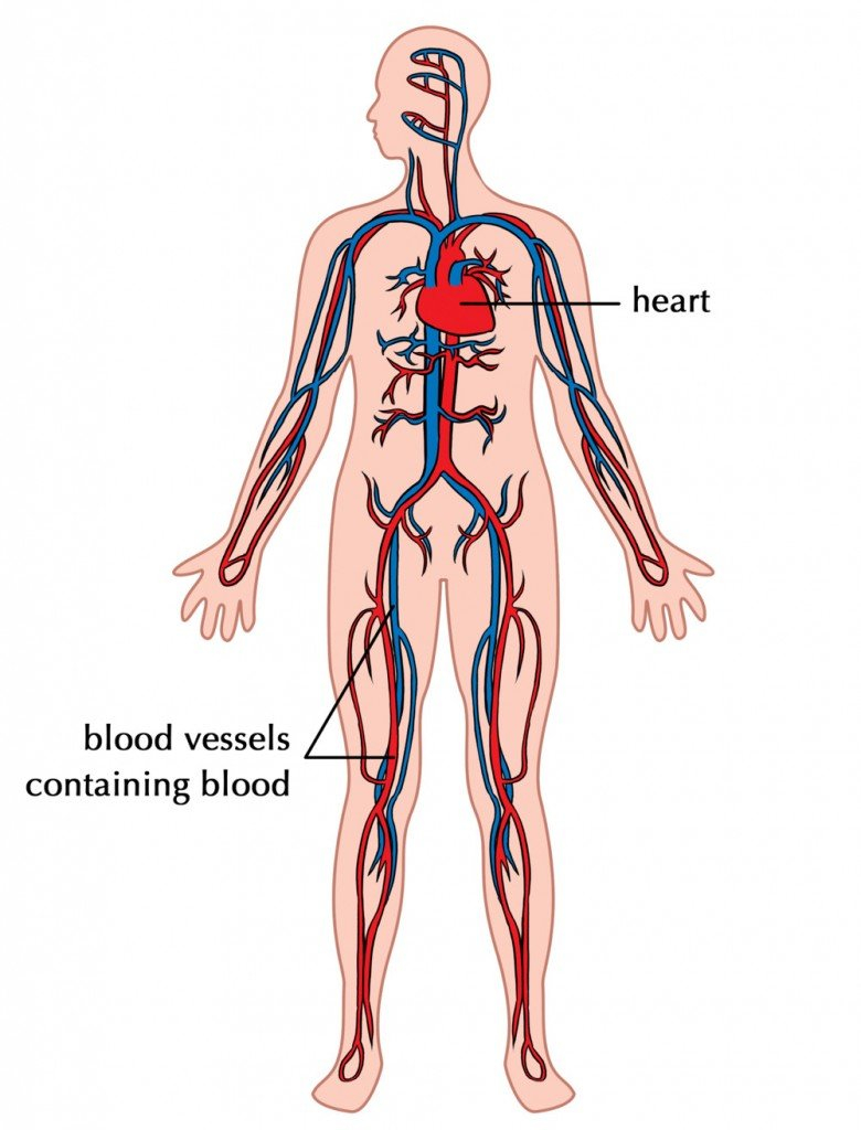 Arteries And Veins Diagram What Are Arteries Veins And Capillaries Science Abc