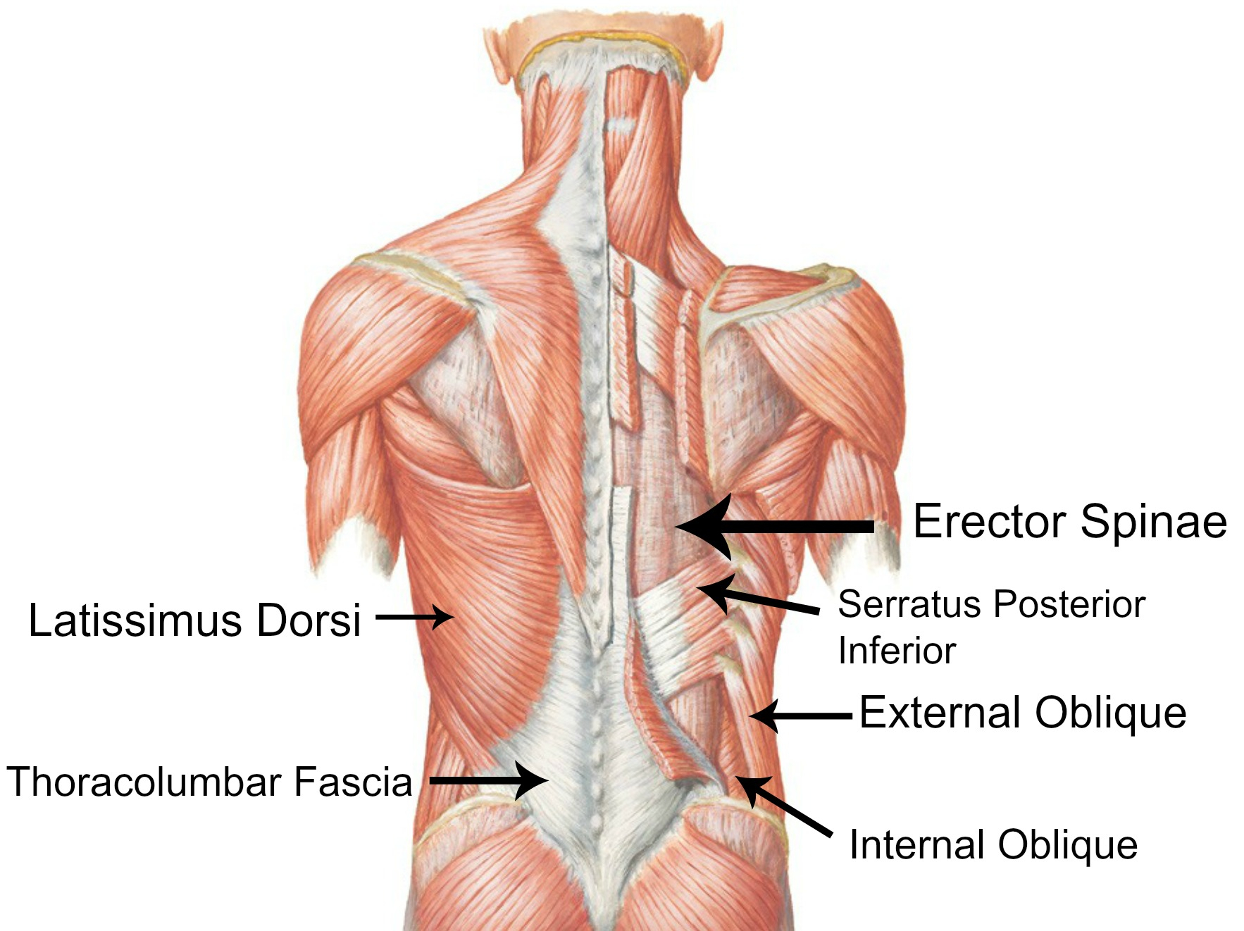 Back Muscle Diagram All About That Core Hello Confidence