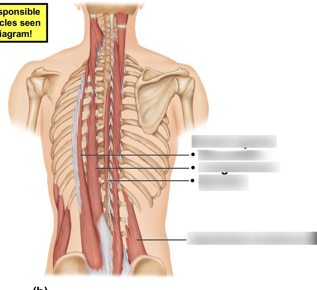 Back Muscle Diagram Anatomy Back Muscle Diagram 2 Spine Diagram Quizlet