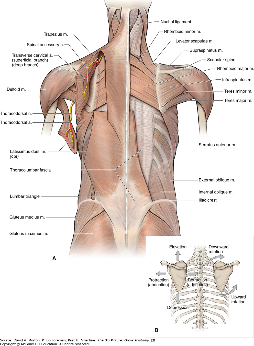 Back Muscle Diagram Back Anatomy The Big Picture Gross Anatomy 2e Accessmedicine