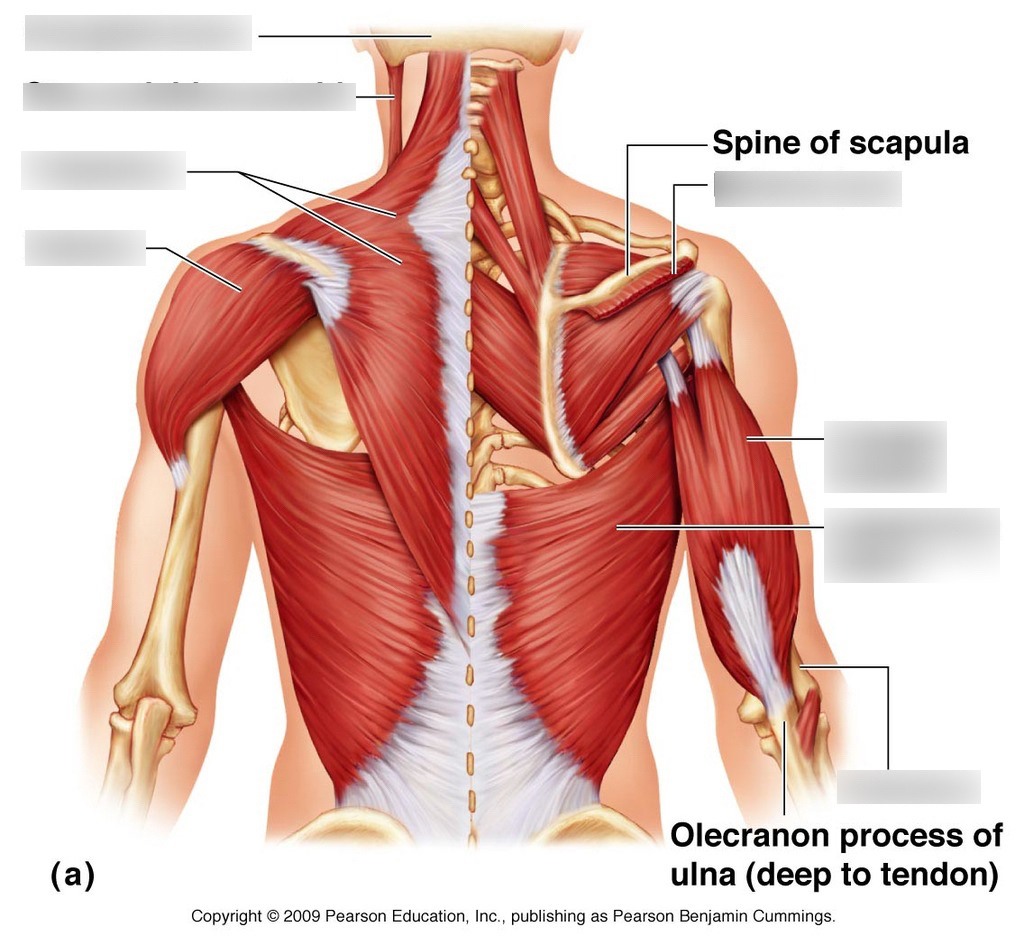Back Muscle Diagram Back Muscle Diagram Quizlet