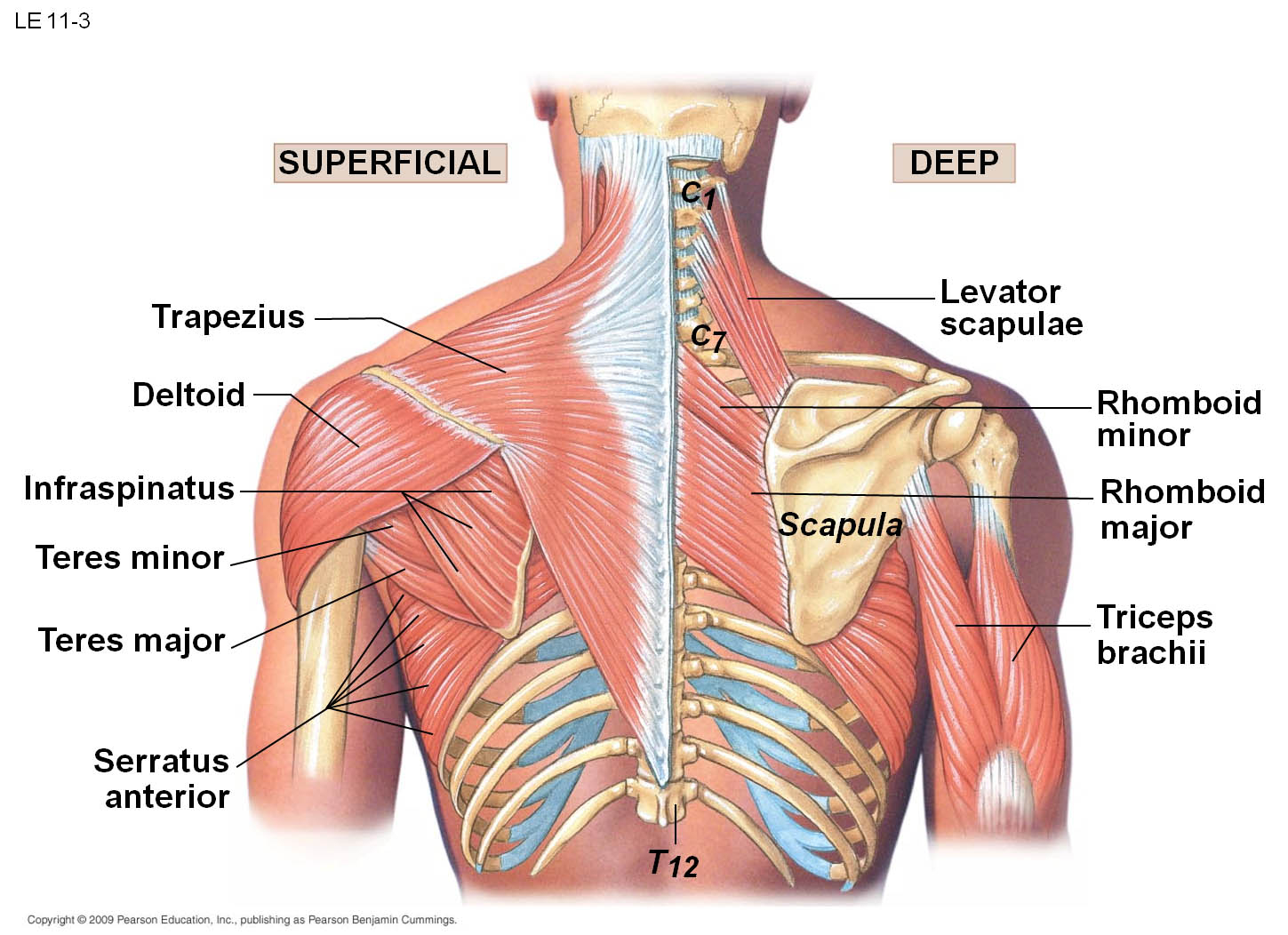 Back Muscle Diagram Back Muscle Superficial View And Deep View