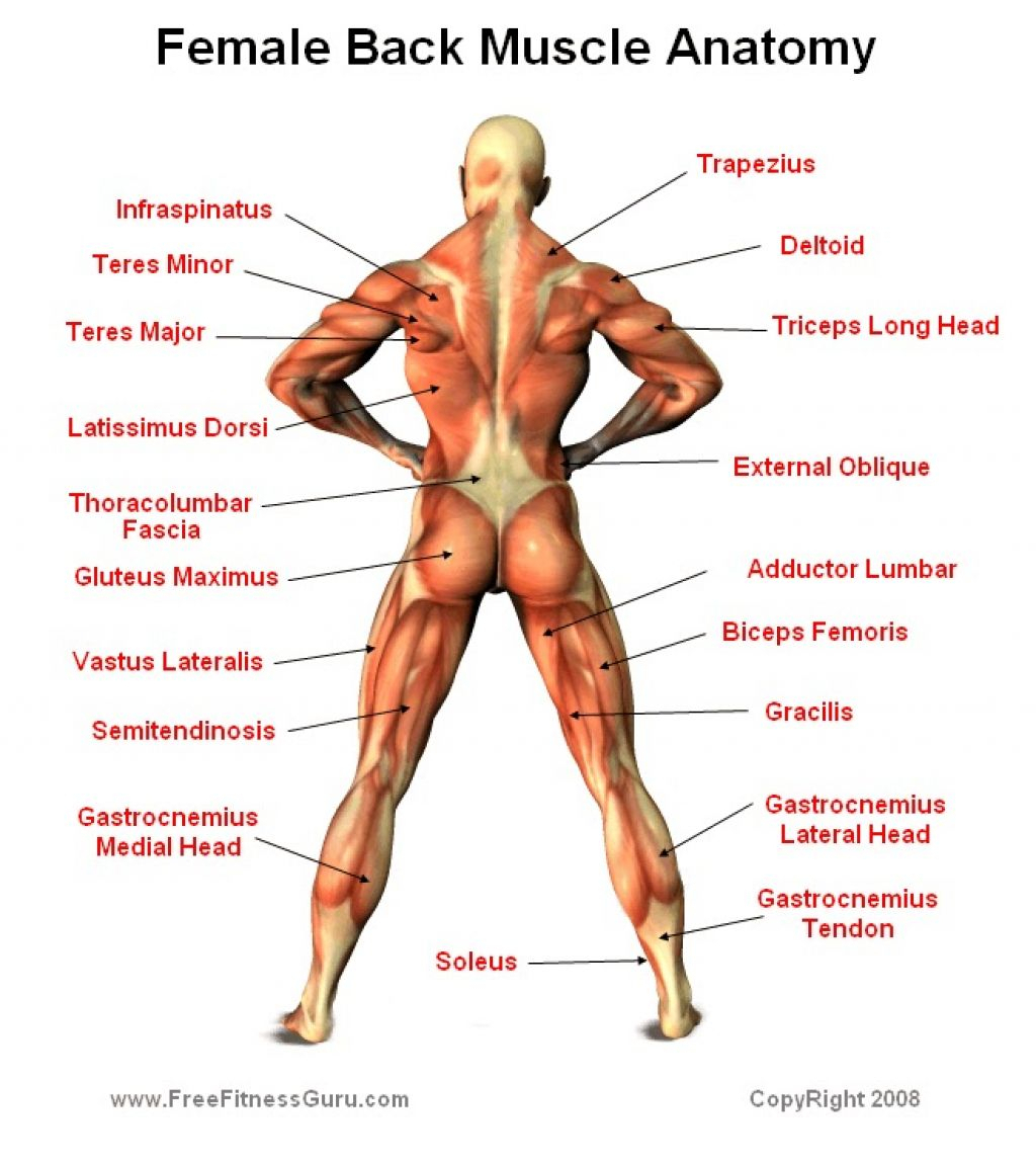 Back Muscle Diagram Diagram Of Female Back Information Schematics Wiring Diagrams