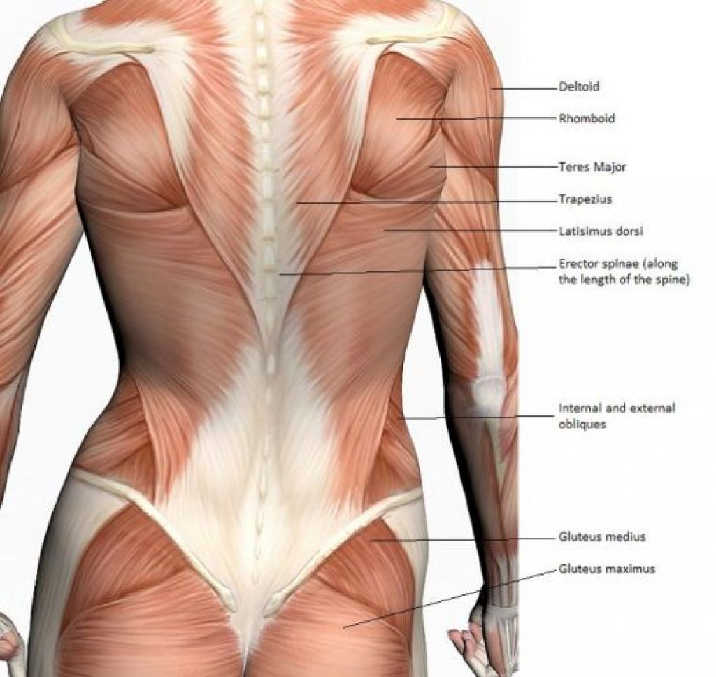 Back Muscle Diagram Diagram Of Female Back Wiring Diagram Data