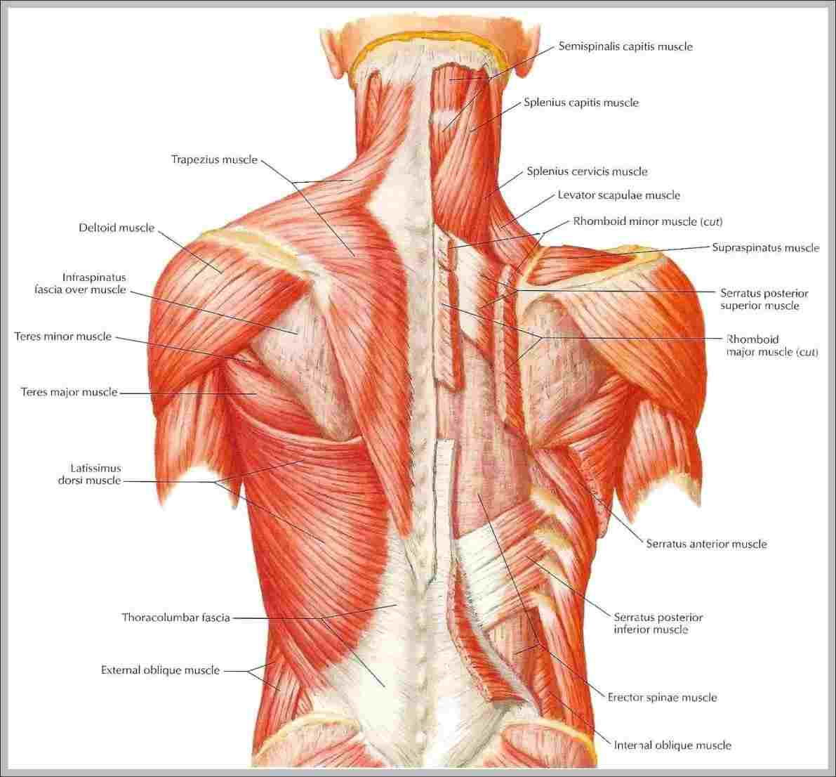 Back Muscle Diagram Human Anatomy Diagram Back Muscles Diagram Of Anatomy
