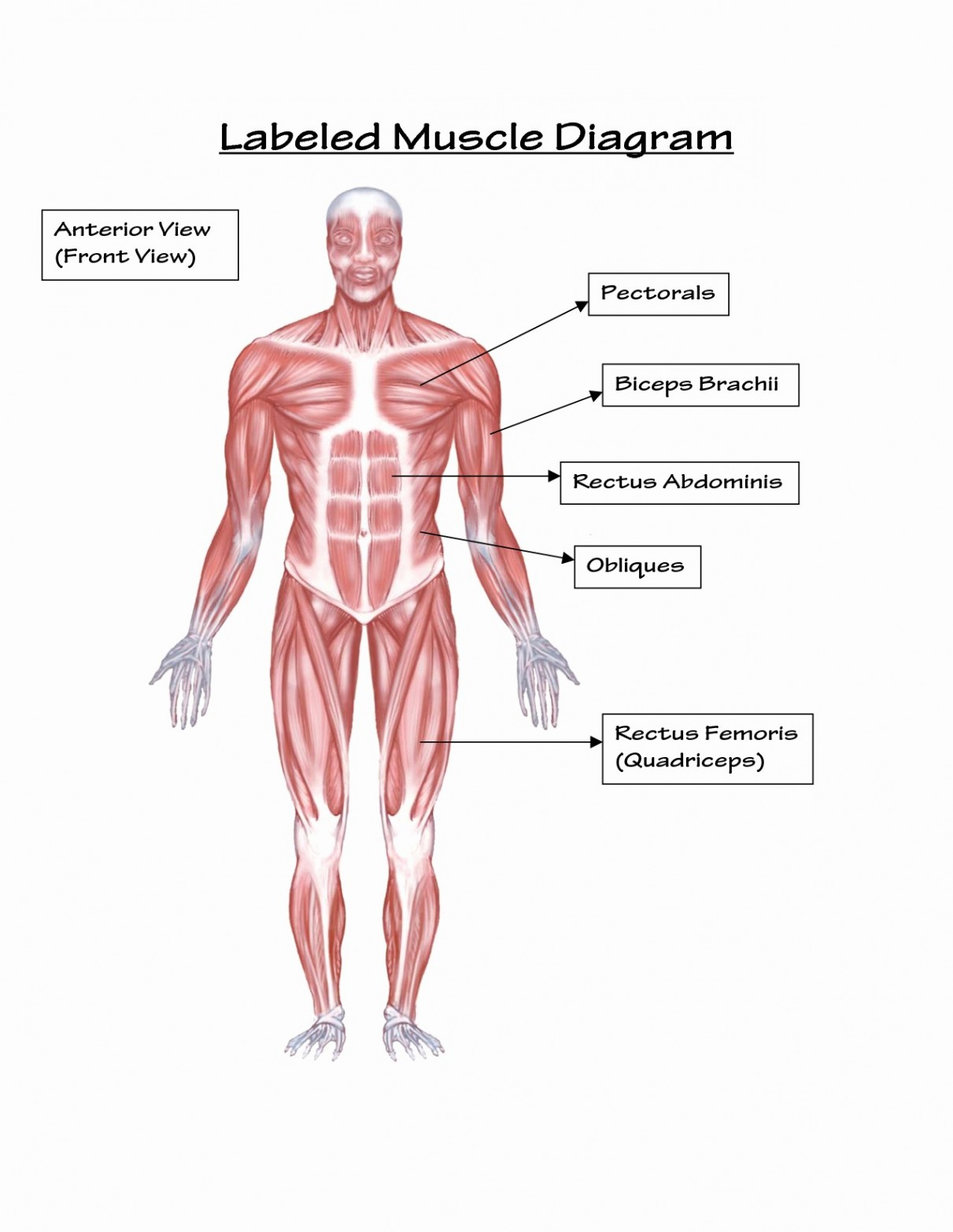 Back Muscle Diagram Labeled Muscle Diagram New 50 Unique Diagram Back Muscles Learn