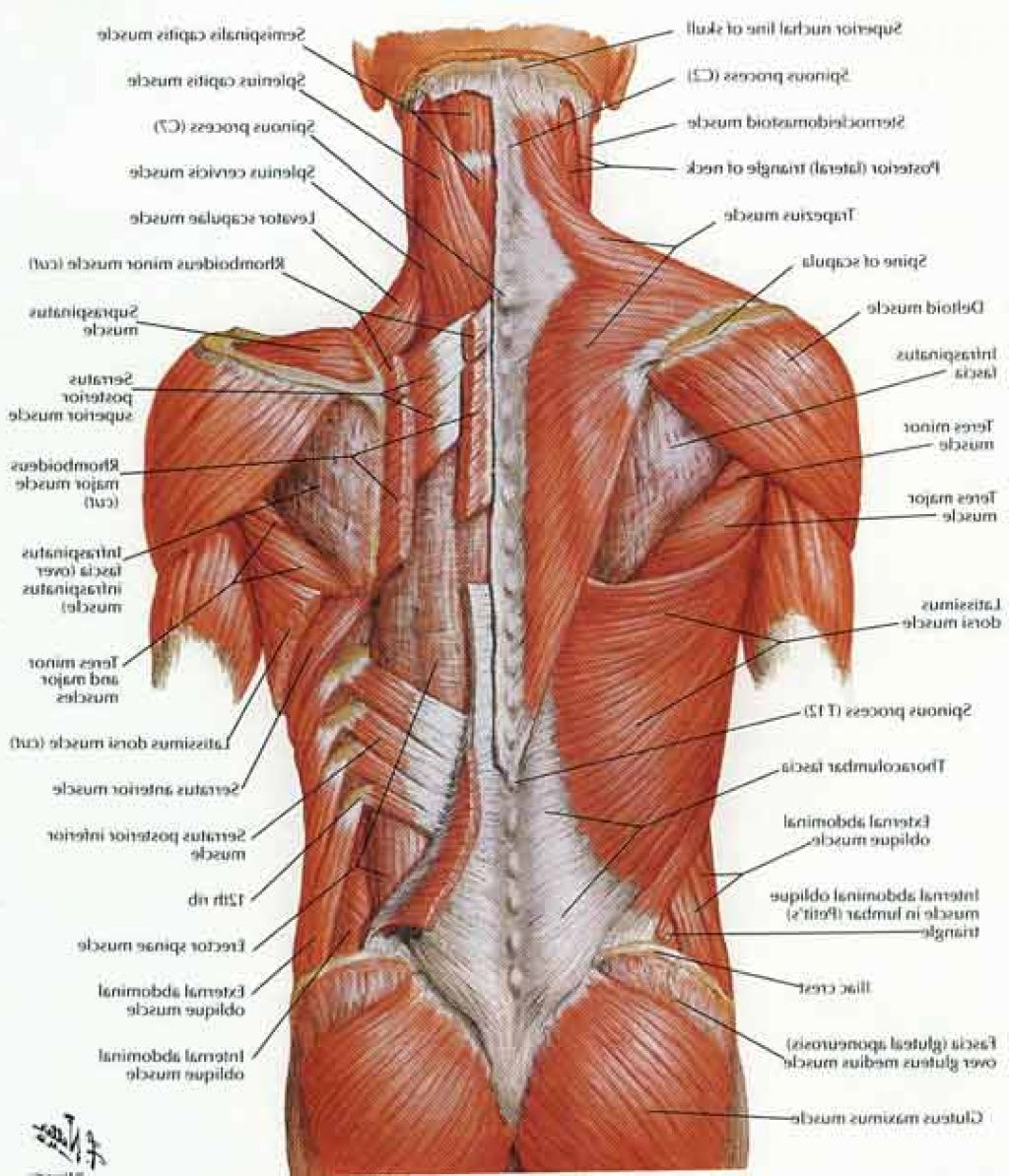 Back Muscle Diagram Low Back Muscles Anatomy Lower Back Muscles Diagram Lower Back