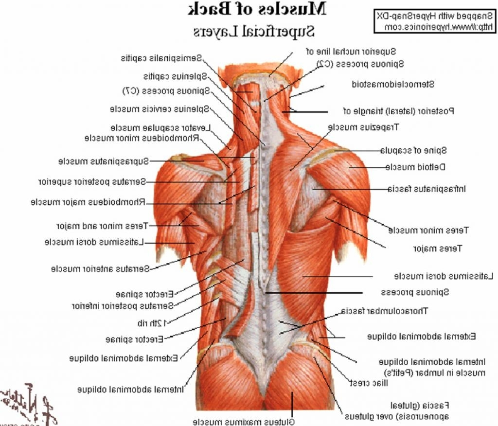 Back Muscle Diagram Muscle Anatomy Lower Back Human Anatomy Back Muscles Back Muscle