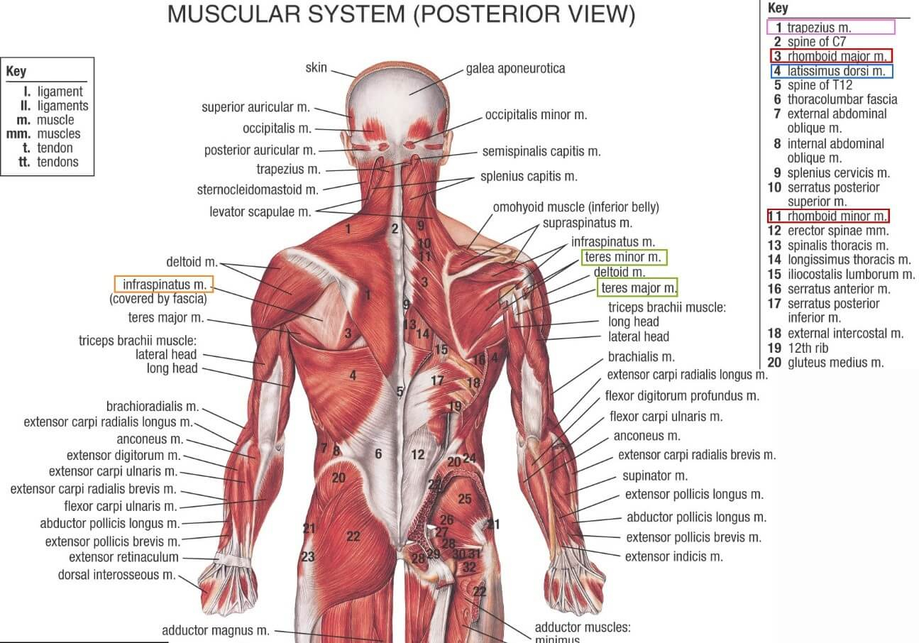 Back Muscle Diagram Muscle Diagram Lats Blog Wiring Diagrams