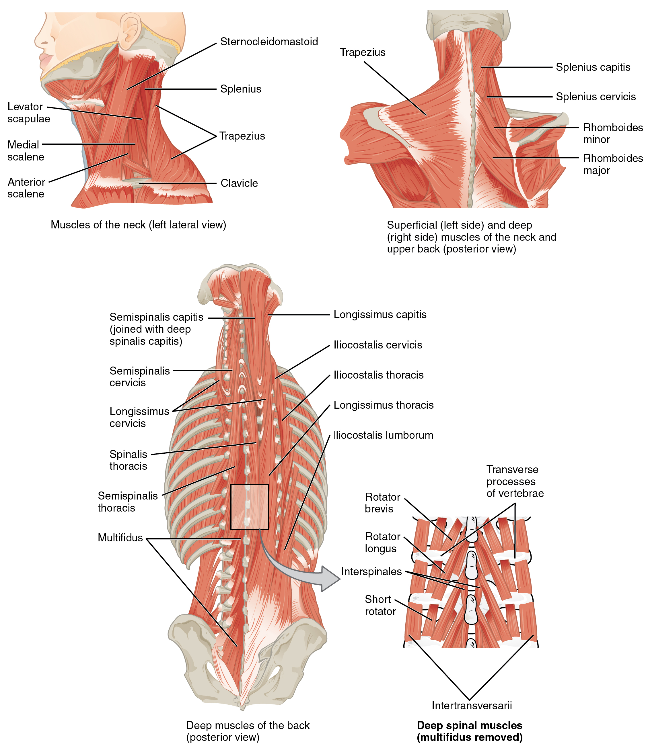 Back Muscles Diagram 113 Axial Muscles Of The Head Neck And Back Anatomy And Physiology
