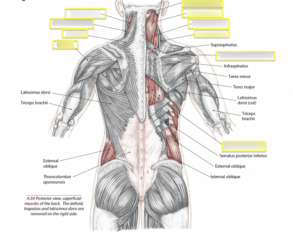 Back Muscles Diagram Ak Unit 2b Posterior Back Muscles Diagram Quizlet