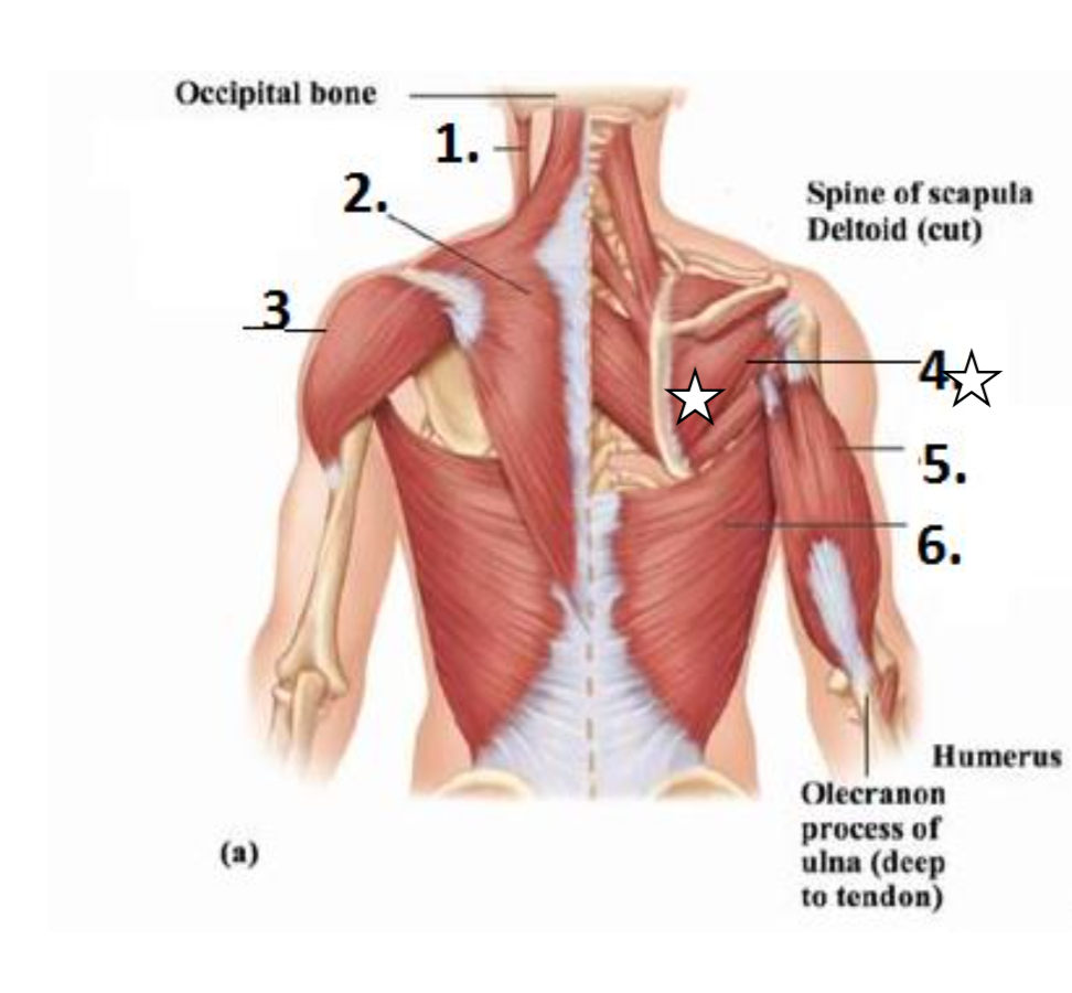 Back Muscles Diagram Back Muscles Without Insertion And Origin Diagram Quizlet