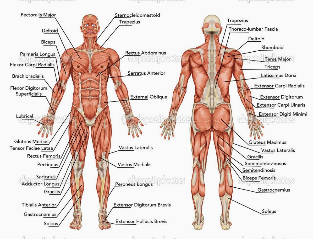 Back Muscles Diagram Body Muscles Labeled Science Of Anatomy