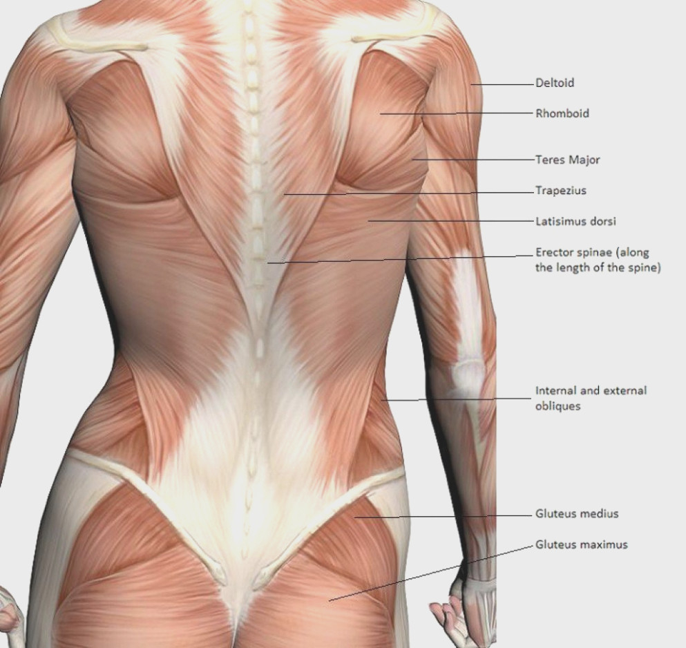 Back Muscles Diagram Diagram Back Muscles And Lower Back Muscles Diagram Lower Back