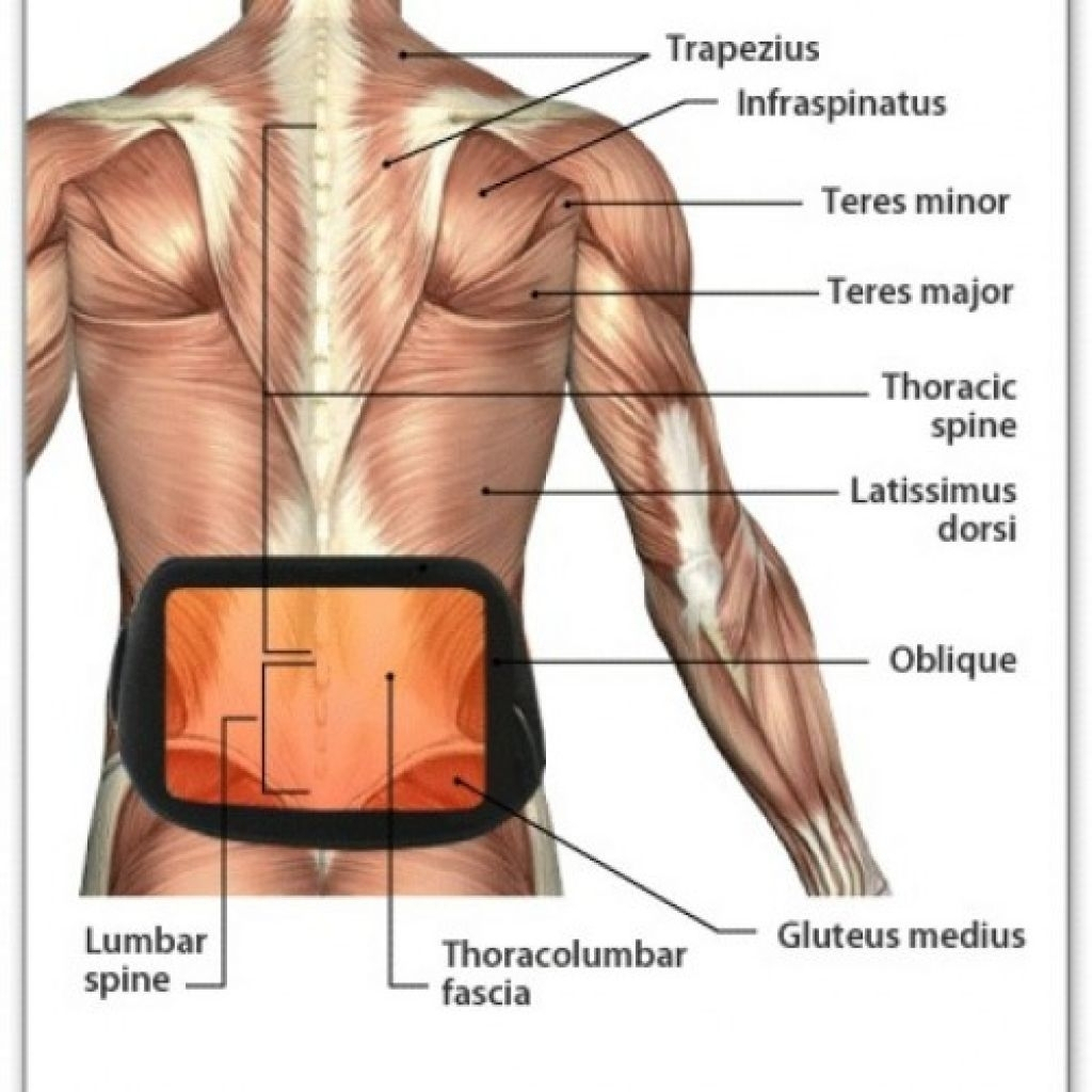 Back Muscles Diagram Human Back Muscles Anatomy Human Back Muscles Diagram The Back