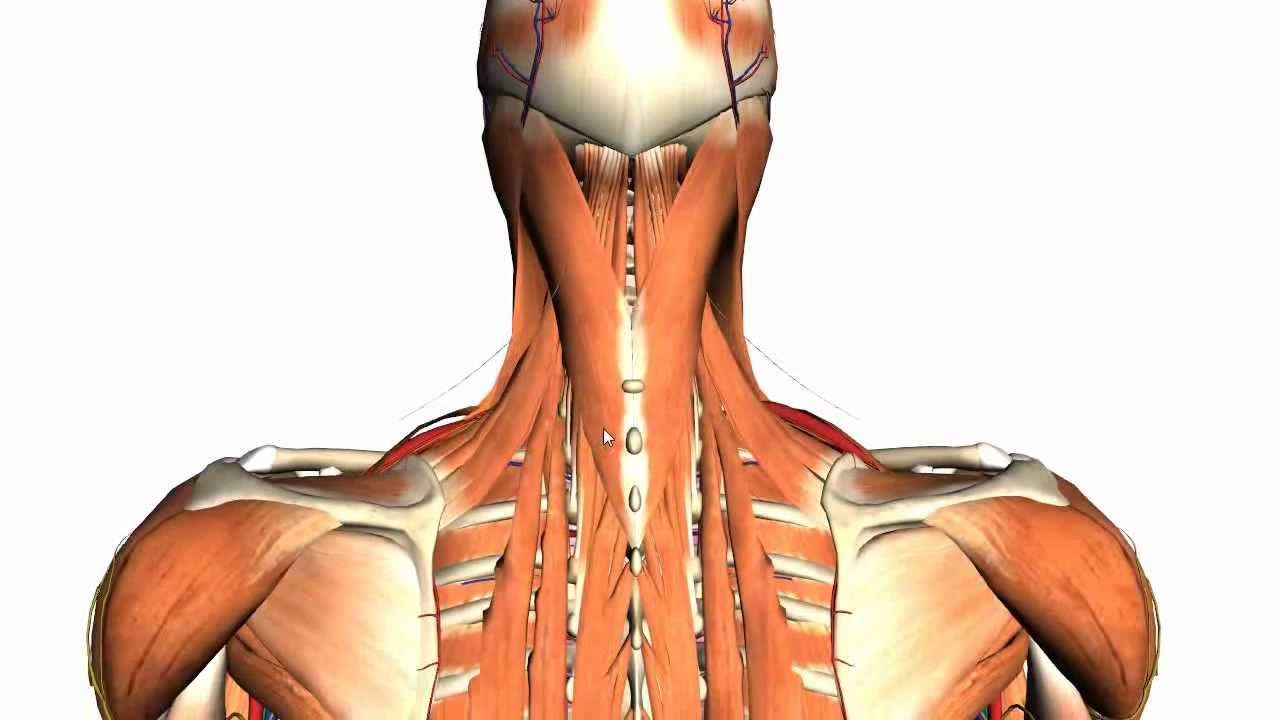 Back Muscles Diagram Intermediate And Deep Muscles Of The Back Anatomy Tutorial