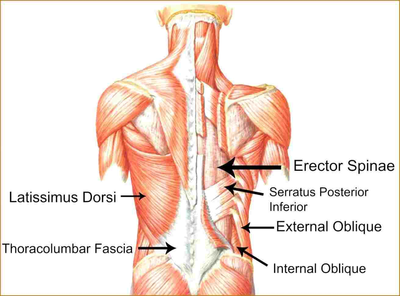 Back Muscles Diagram Muscle Anatomy Diagram Back Diagram Of Anatomy