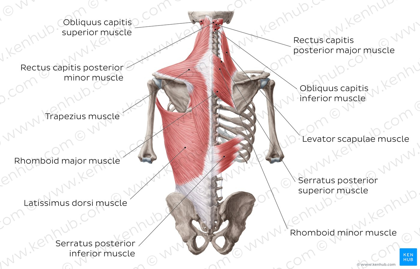 Back Muscles Diagram Muscles Of The Back Erhayasamayolver