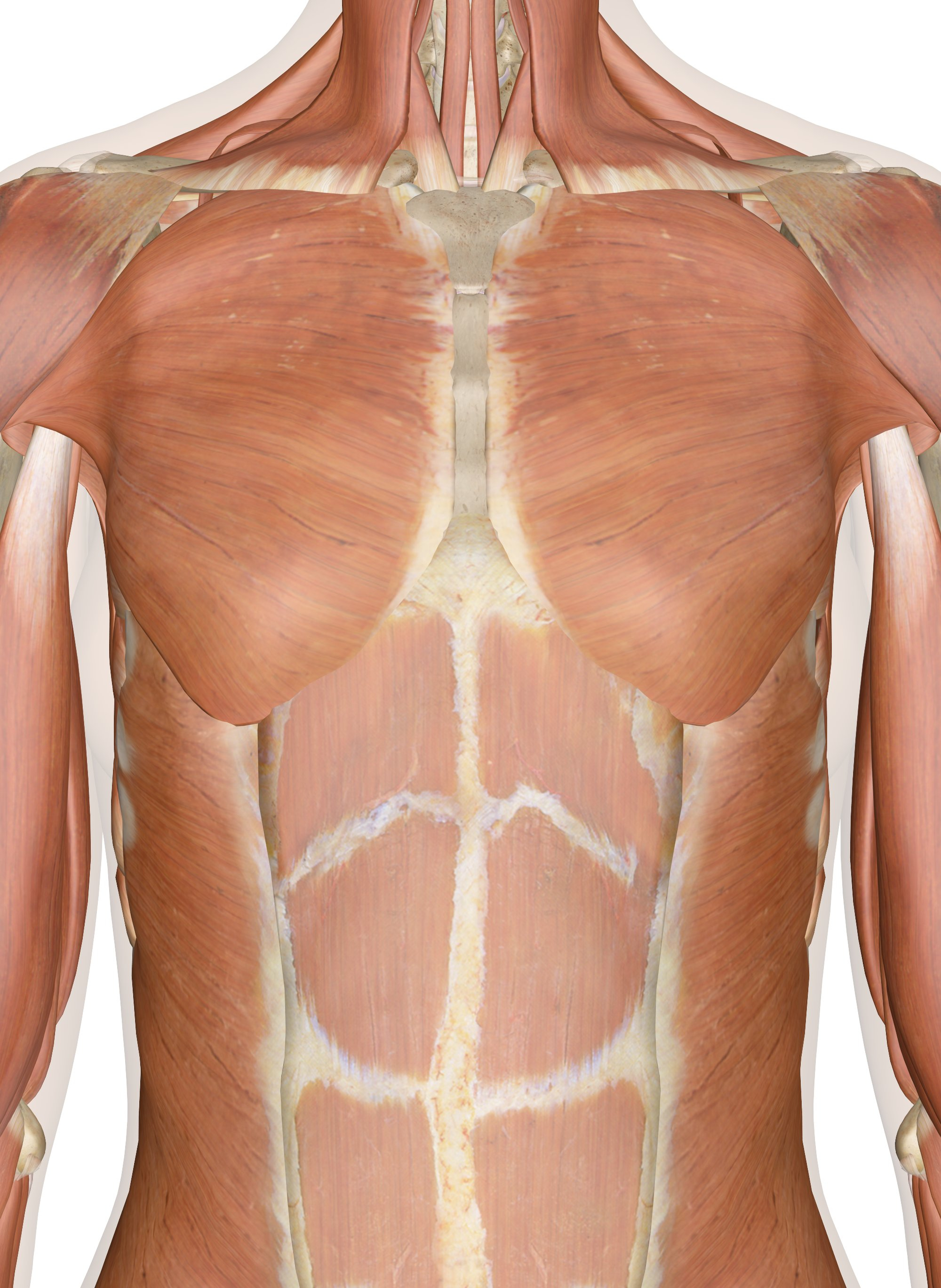 Back Muscles Diagram Muscles Of The Chest And Upper Back