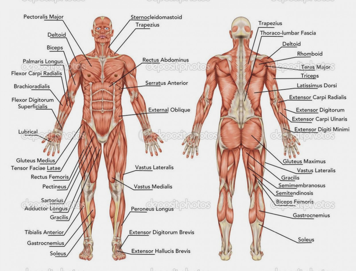 Back Muscles Diagram The 13 Common Stereotypes When It Comes Diagram Information