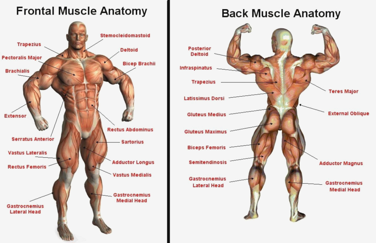 Back Muscles Diagram The Modern Rules Of Muscle Chart Chart Information