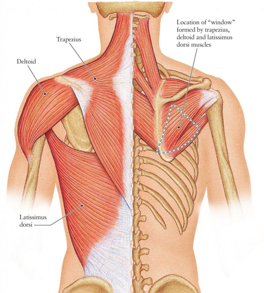 Back Muscles Diagram Upper Back Muscles Diagram And Upper Back Muscles Diagram Muscle Of